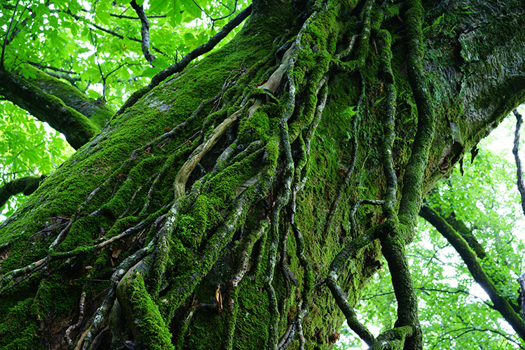 Sony | SEL-55F18Z E 55mm F1.8 portrait lens Zeiss | Sony - Image 9