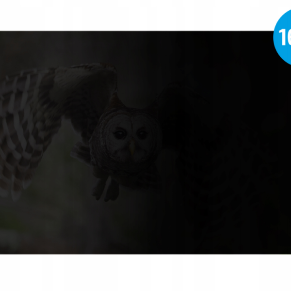 Natec | Privacy Filter Owl, 14", 16:10 | NFP-2477